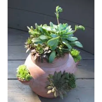 Excellent Succulent Plant